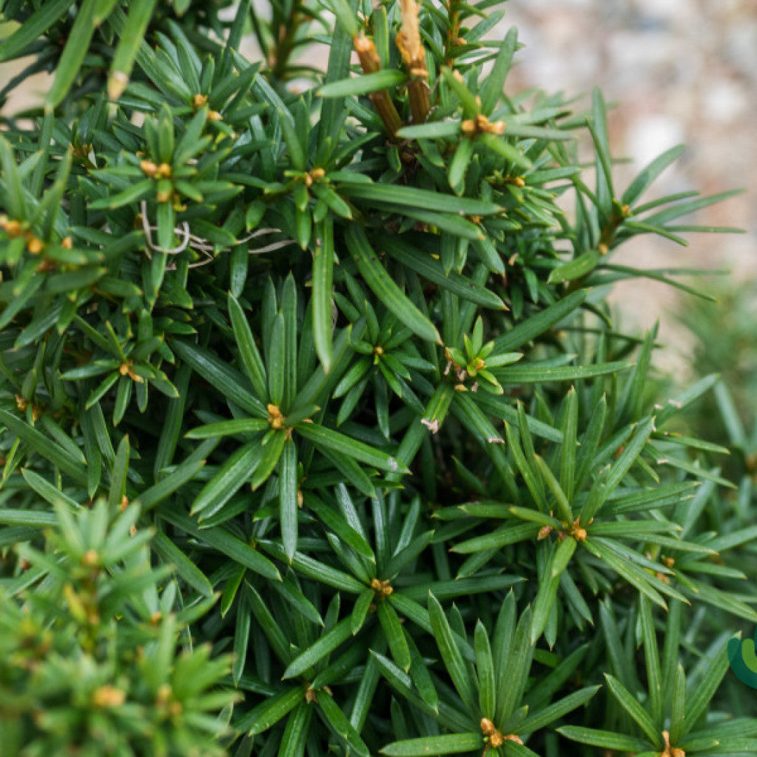 Taxus media 'Hicksii'