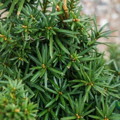 Taxus media 'Hicksii'