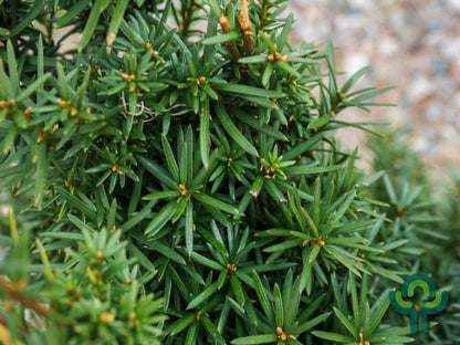 Taxus media 'Hicksii'