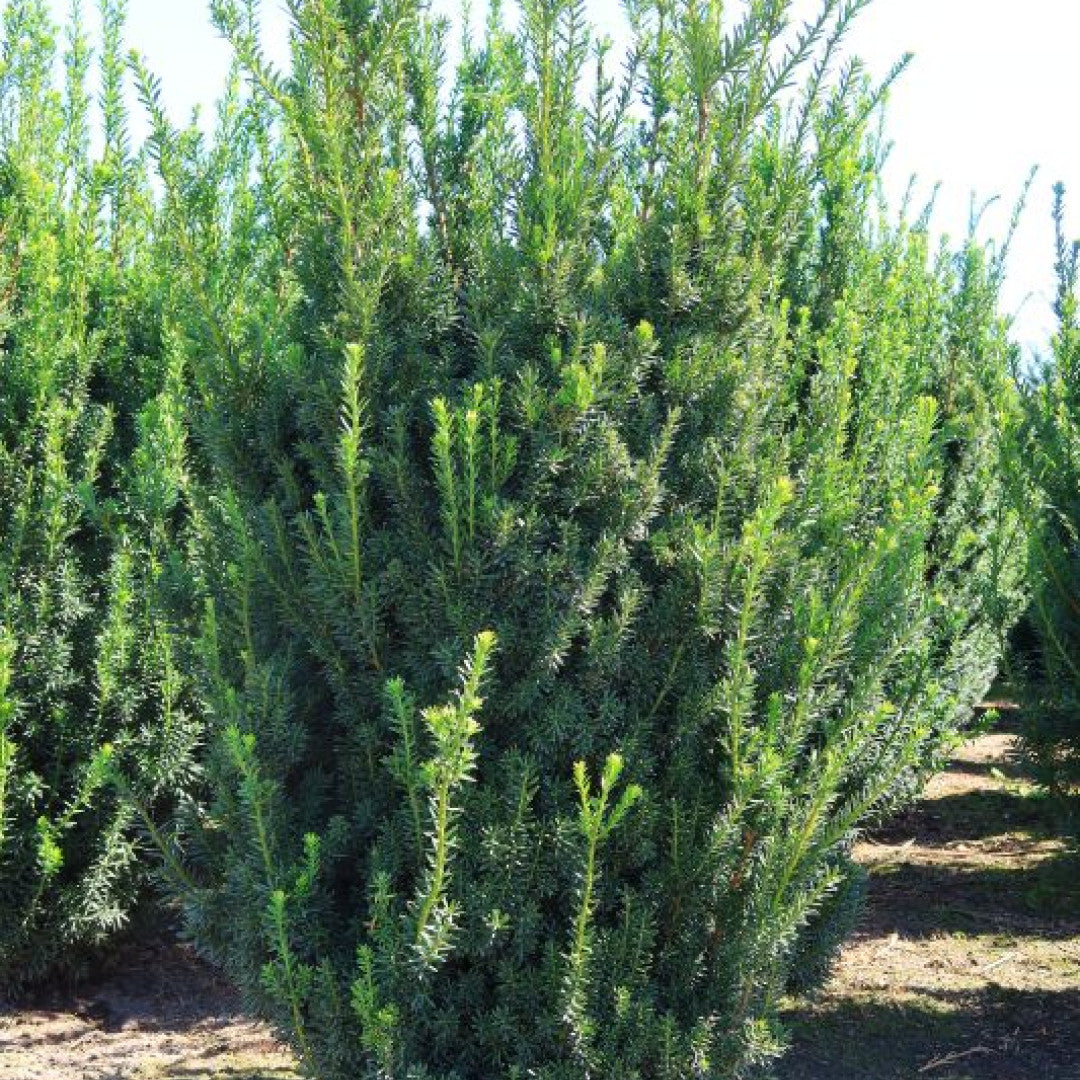 Taxus media 'Hillii'