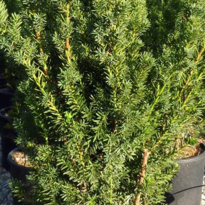 Taxus media 'Hillii'