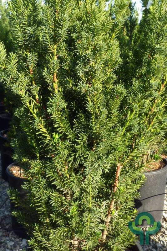 Taxus media 'Hillii'