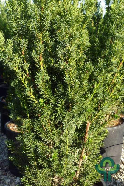 Taxus media 'Hillii'
