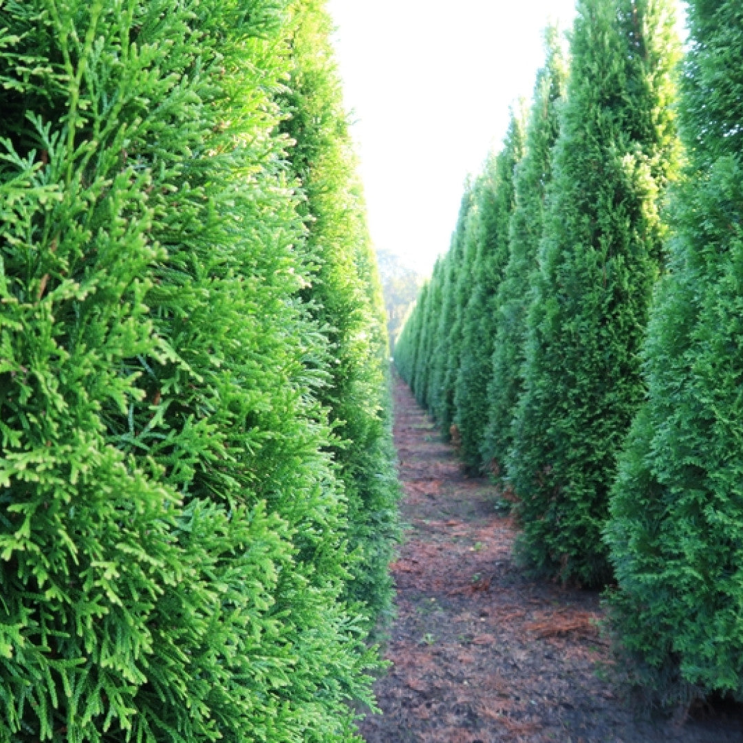 Thuja occidentalis 'Smaragd'