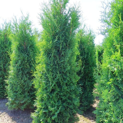 Thuja occidentalis 'Pyramidalis Compacta'