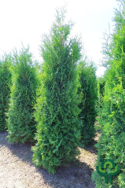 Thuja occidentalis 'Pyramidalis Compacta'