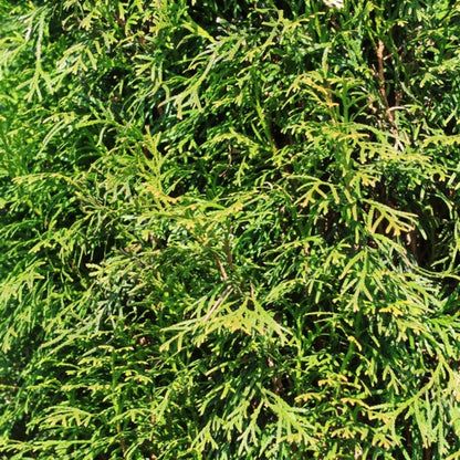 Thuja occidentalis 'Smaragd'