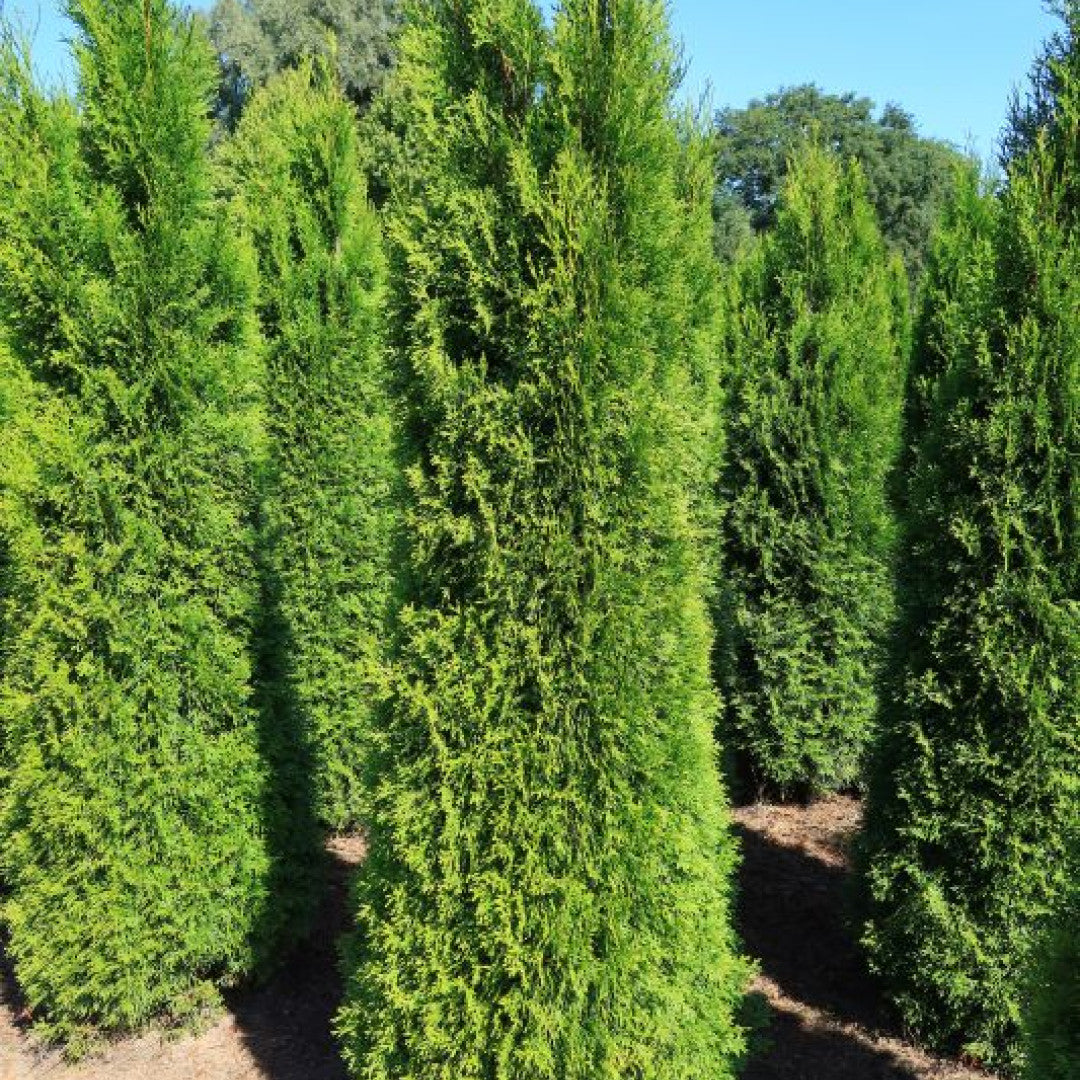 Thuja occidentalis 'Smaragd'