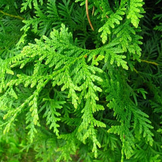 Thuja occidentalis 'Brabant'