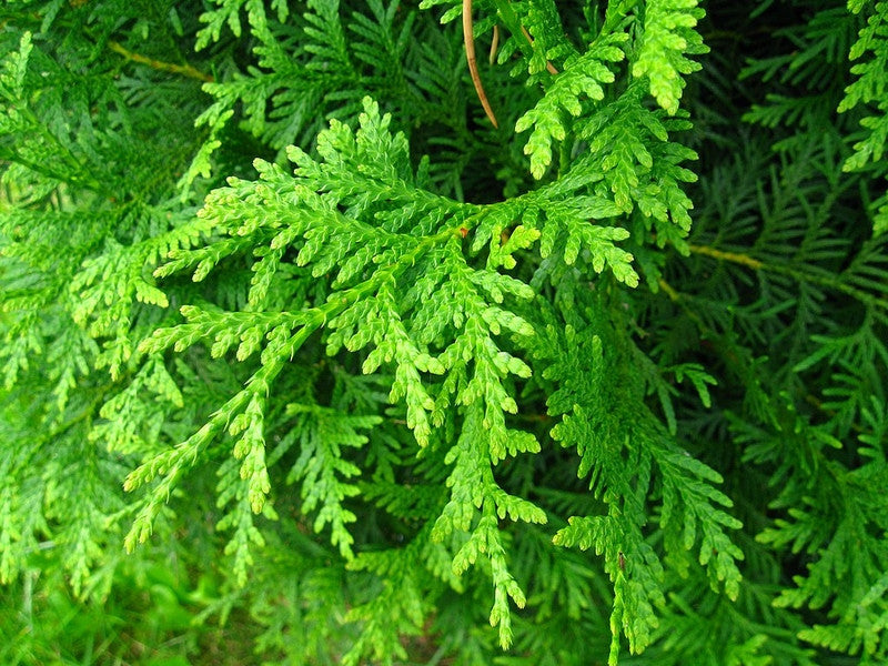 Thuja occidentalis 'Brabant'