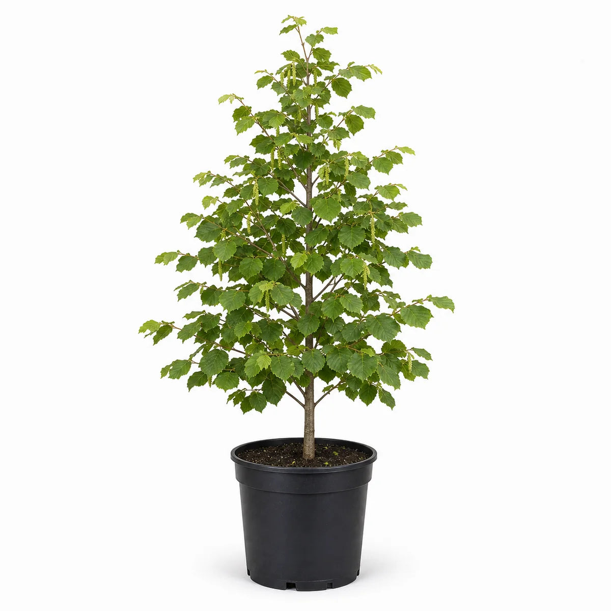 Hazelaar (Corylus colurna)