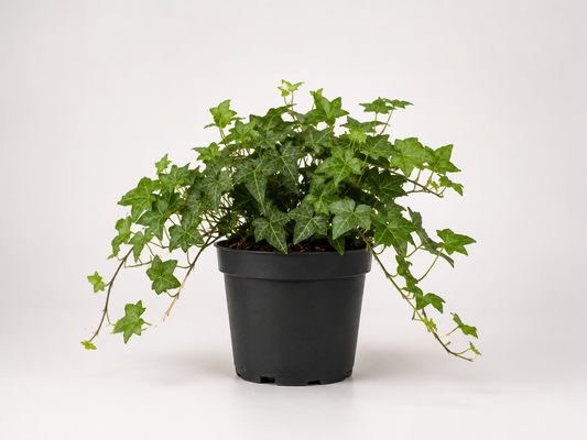 Hedera helix