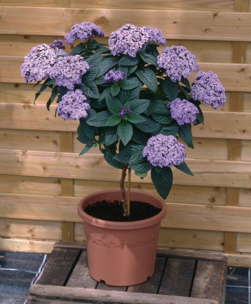 Heliotropium (vanilleplant)