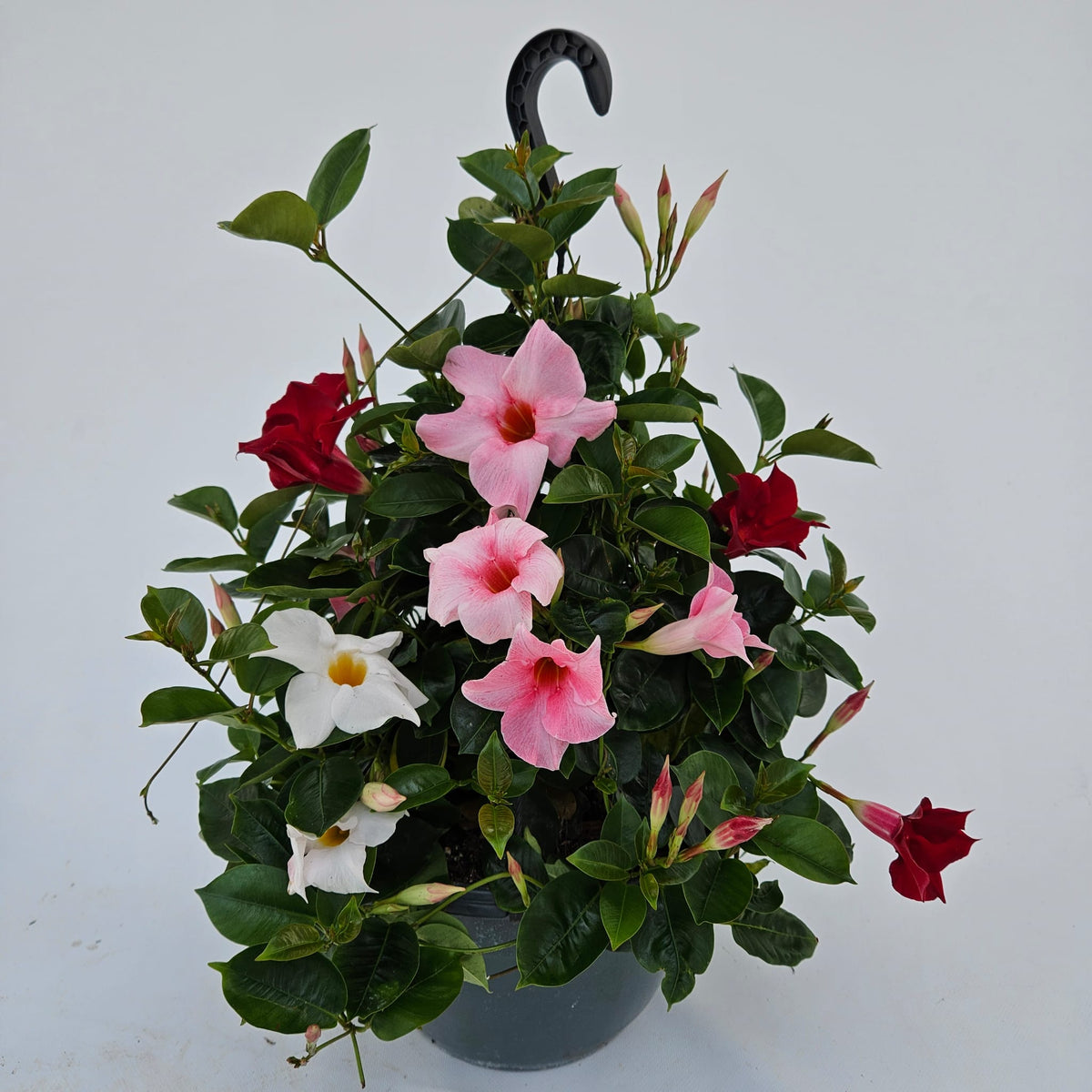 Sundaville hangpot (Mandevilla)