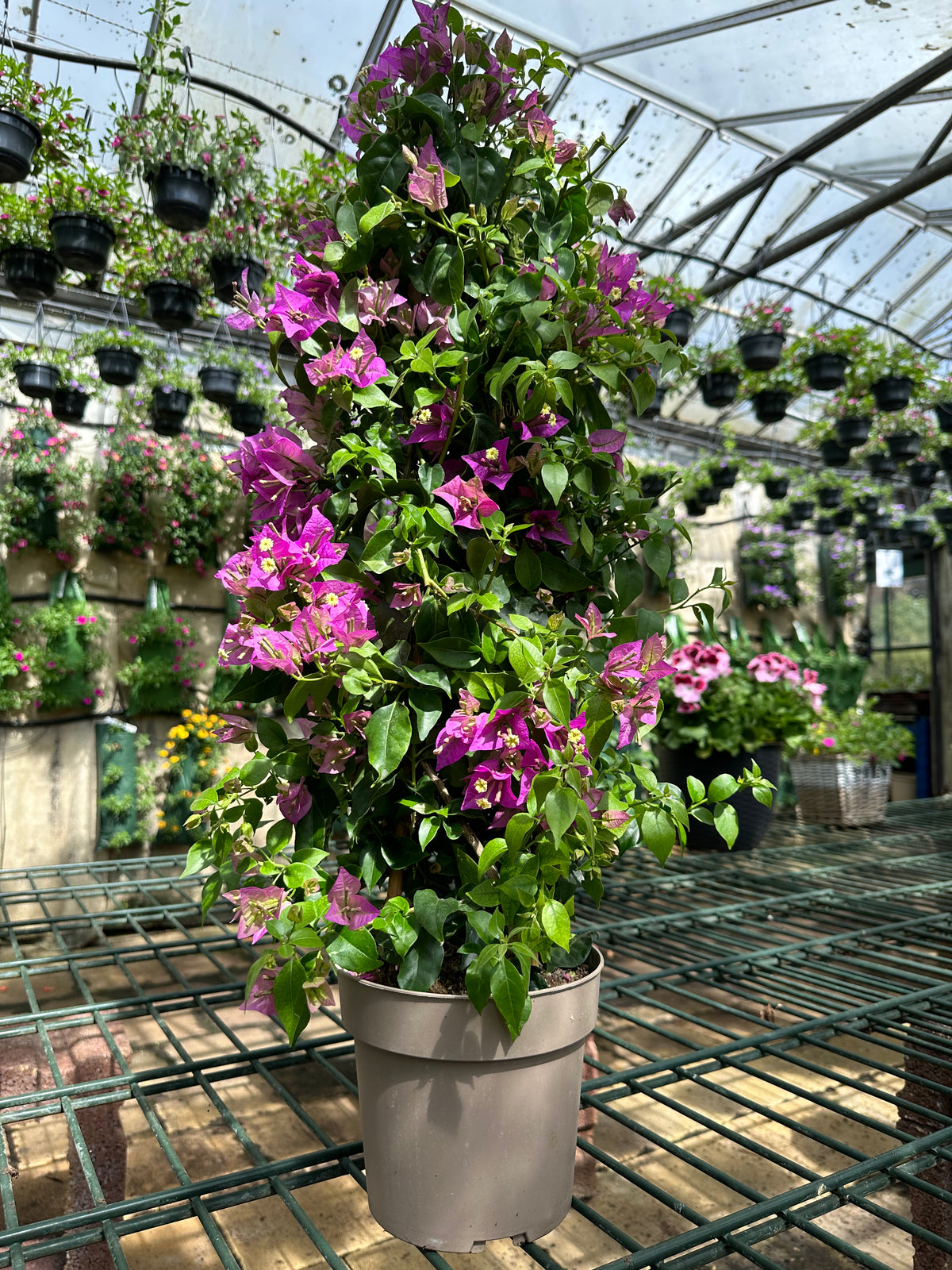 Bougainvillea