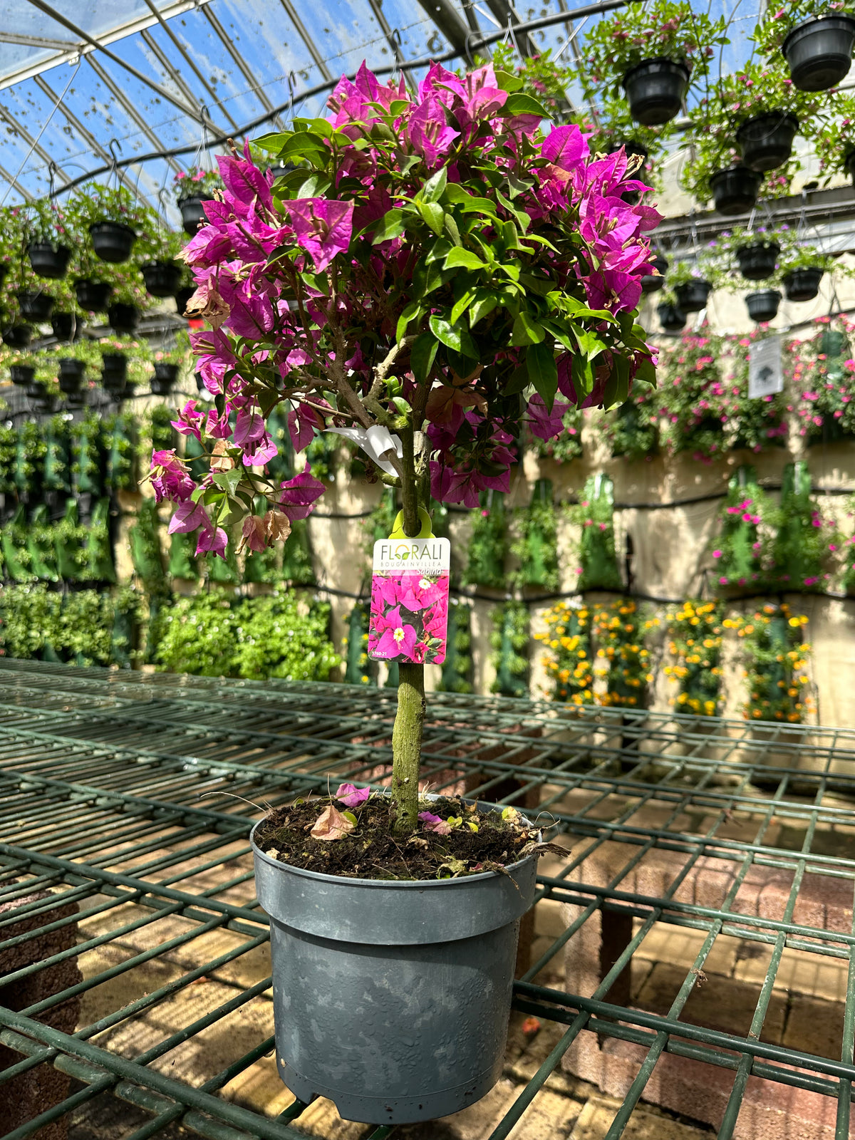 Bougainvillea