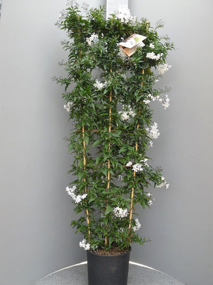 Solanum jasminoides XXL 170-180 cm
