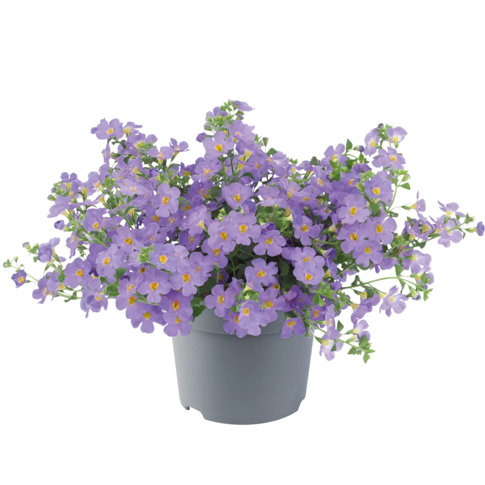 Bacopa