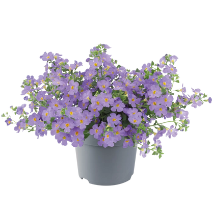 Bacopa