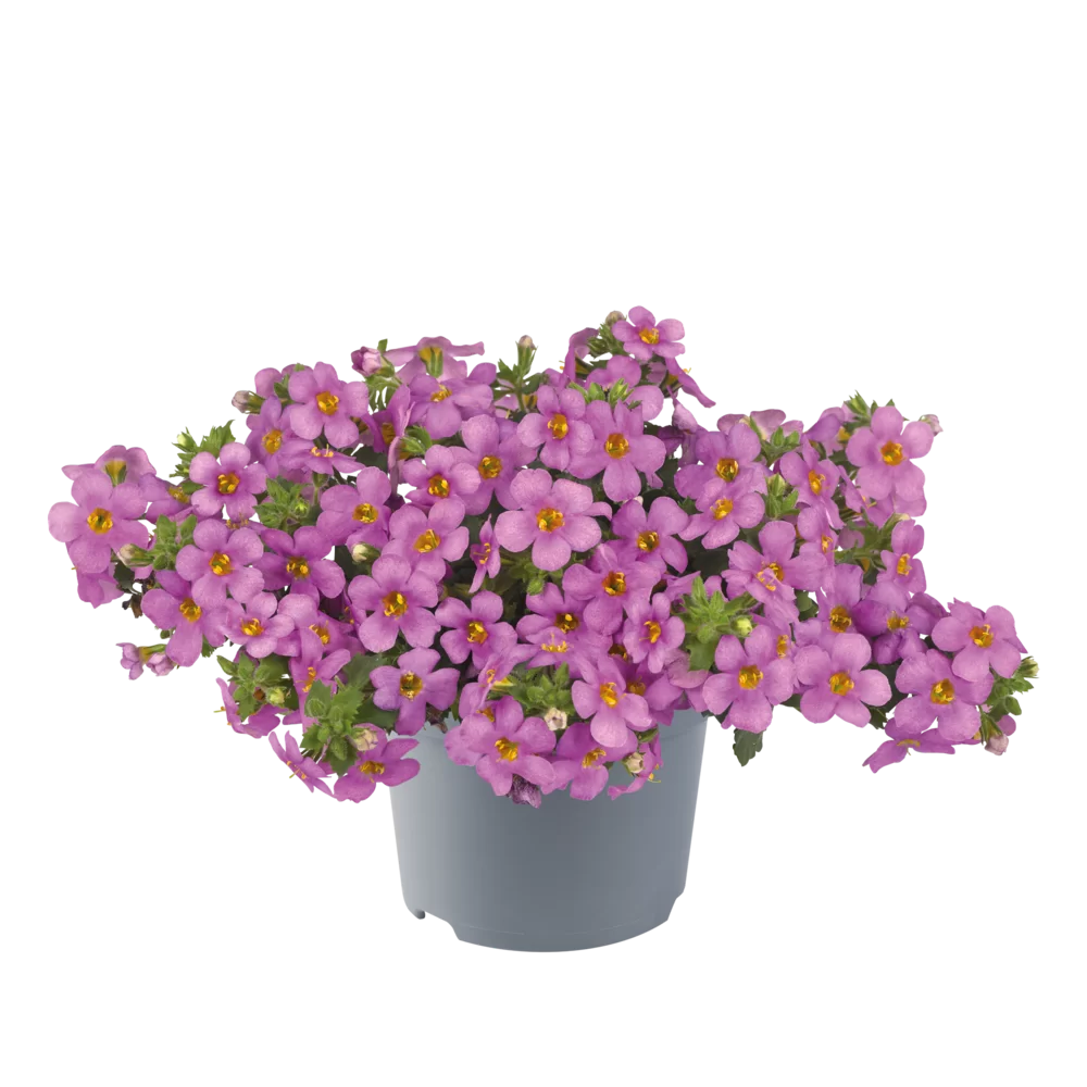 Bacopa