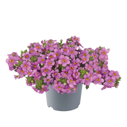 Bacopa
