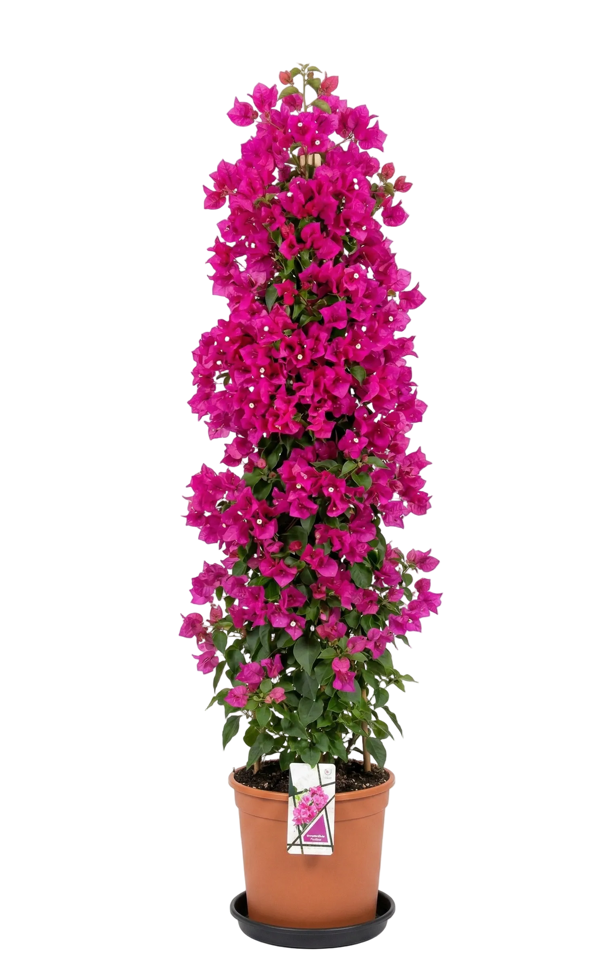 Bougainvillea