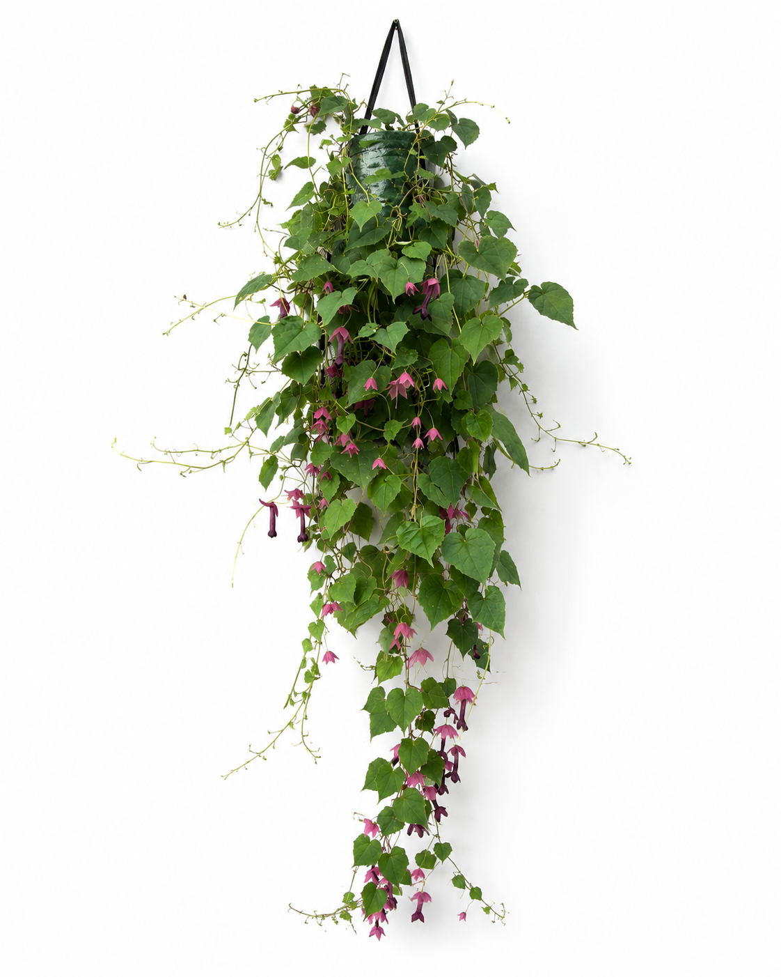 Flowerbag Premium