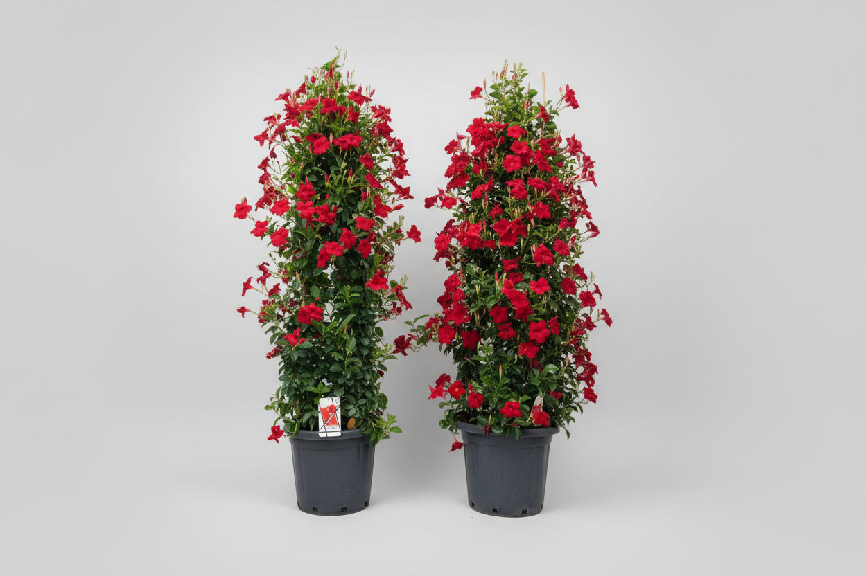 Sundaville piramide (Mandevilla)