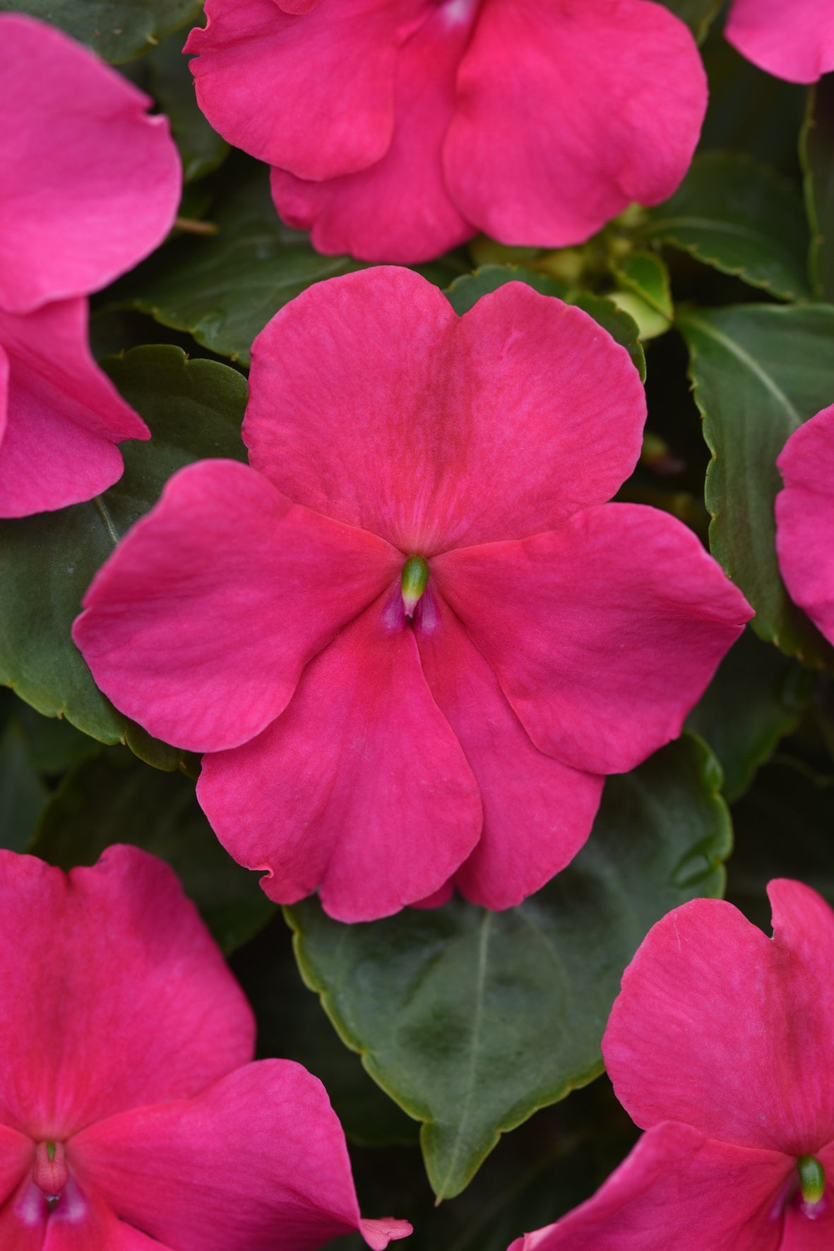 Vlijtig liesje (Impatiens)