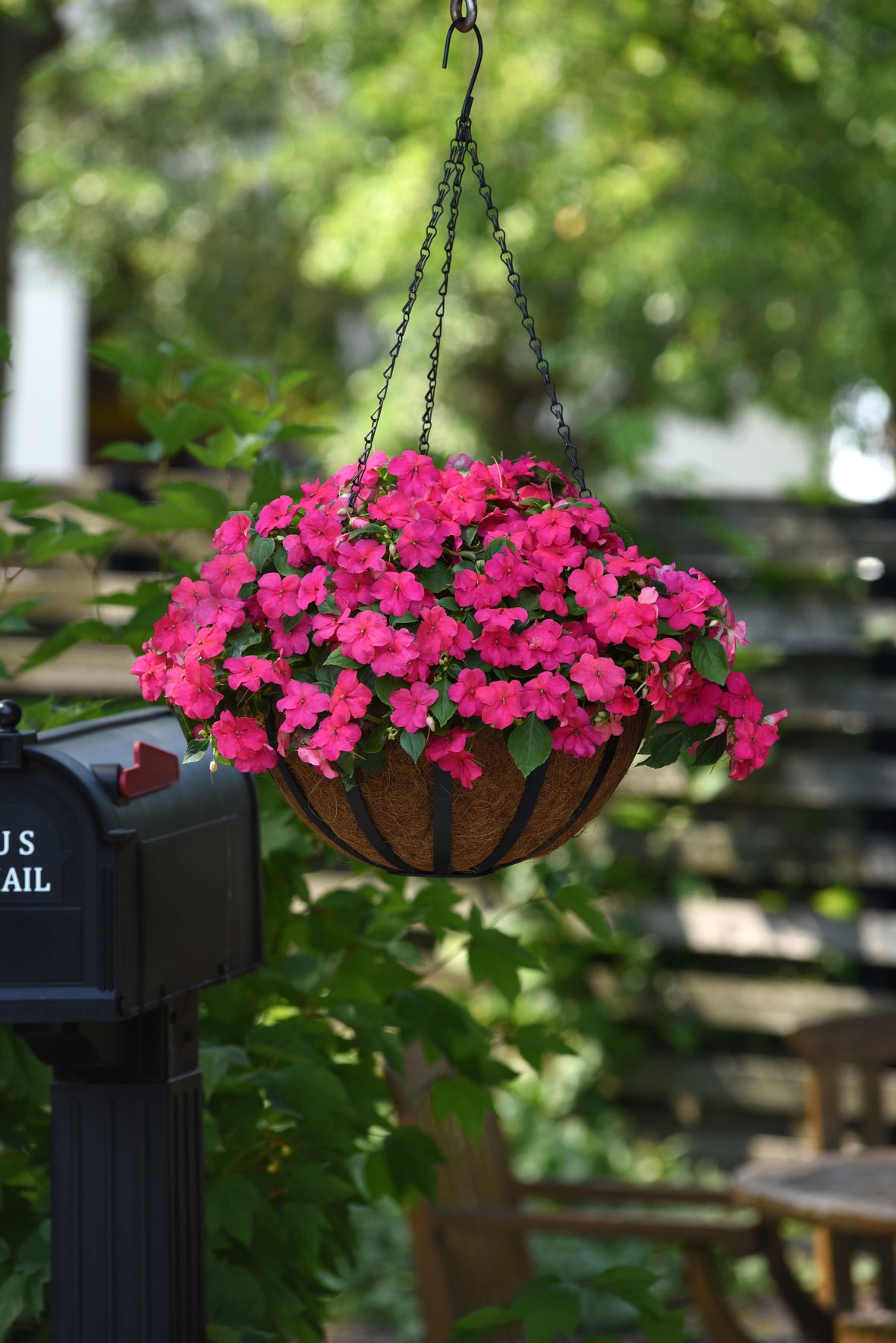 Vlijtig liesje (Impatiens)