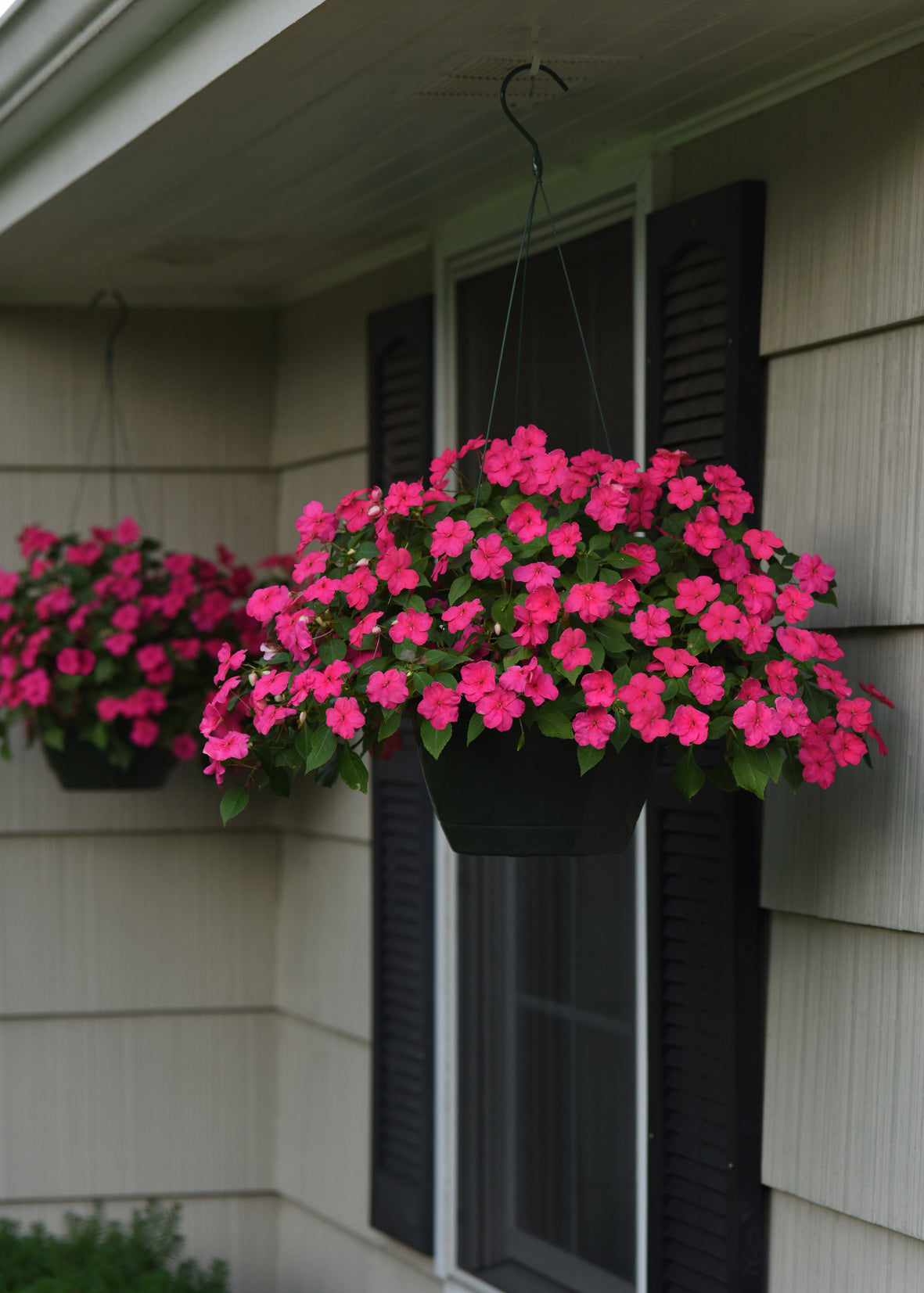 Vlijtig liesje (Impatiens)