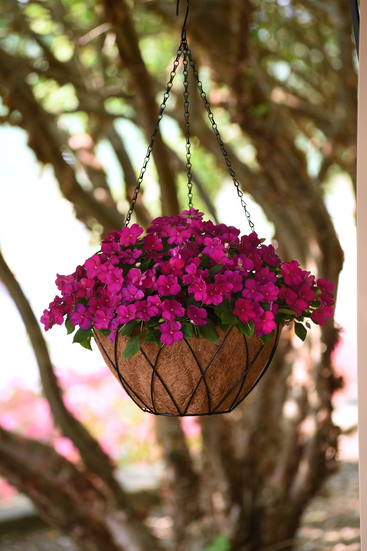 Vlijtig liesje (Impatiens)