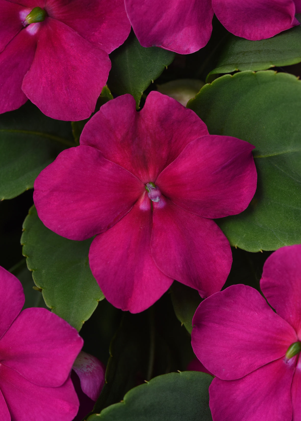 Vlijtig liesje (Impatiens)