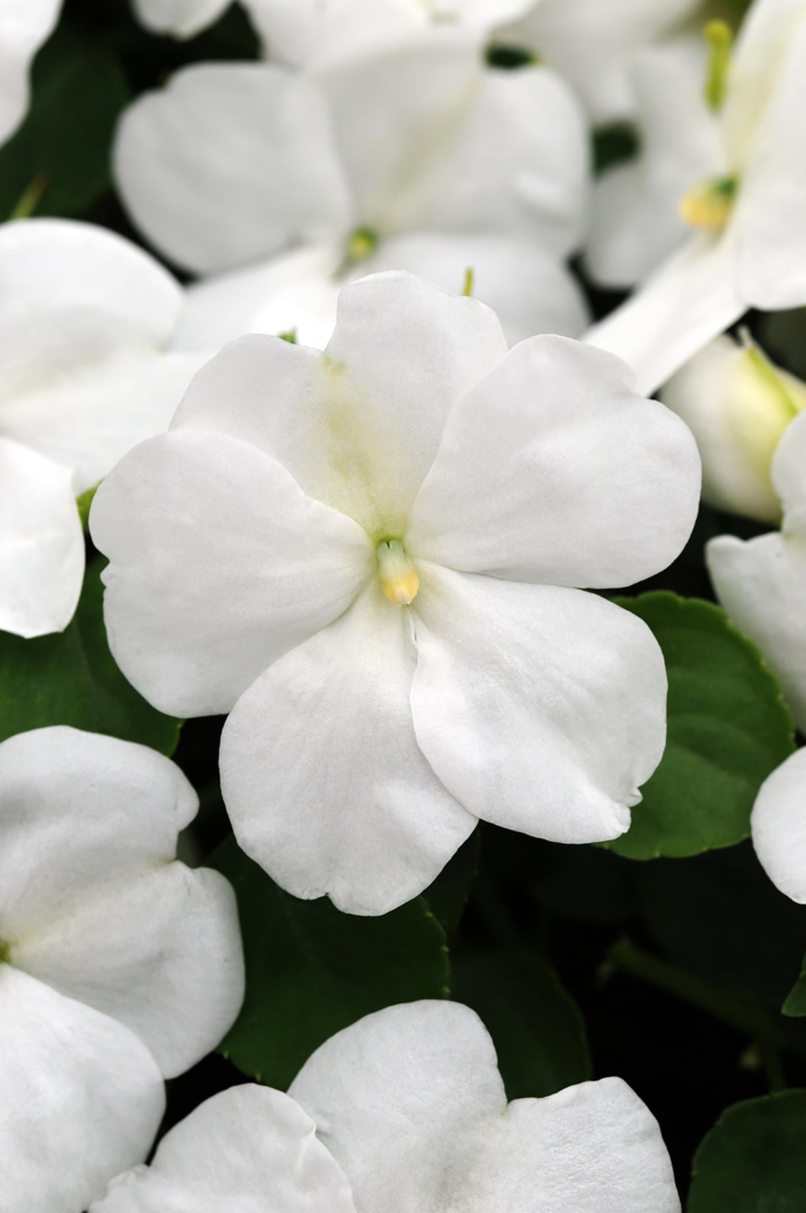 Vlijtig liesje (Impatiens)