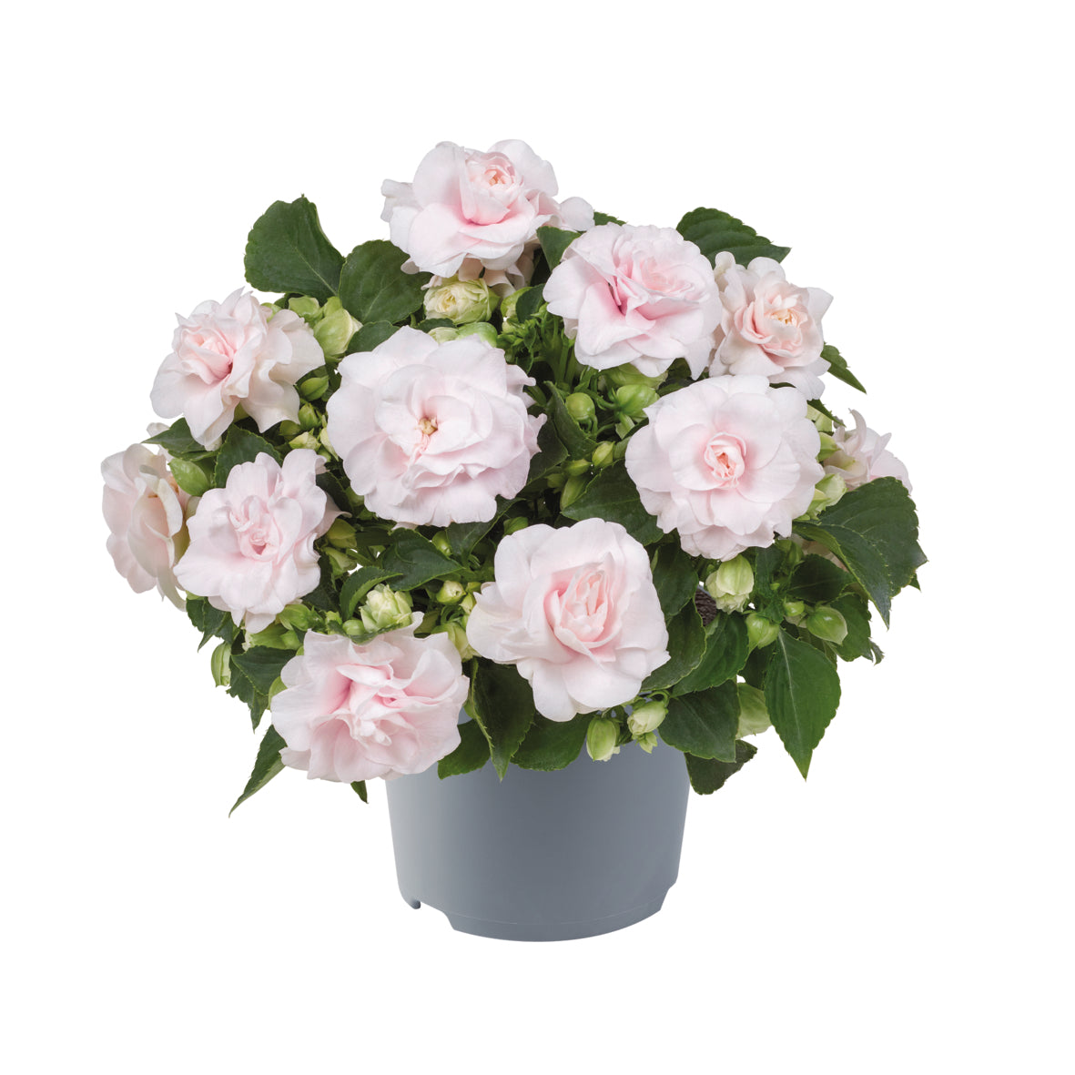 Vlijtig liesje dubbelbloemig (Impatiens)