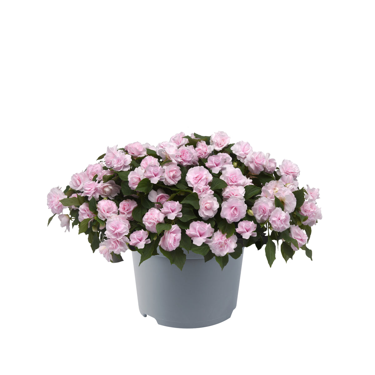 Vlijtig liesje dubbelbloemig (Impatiens)