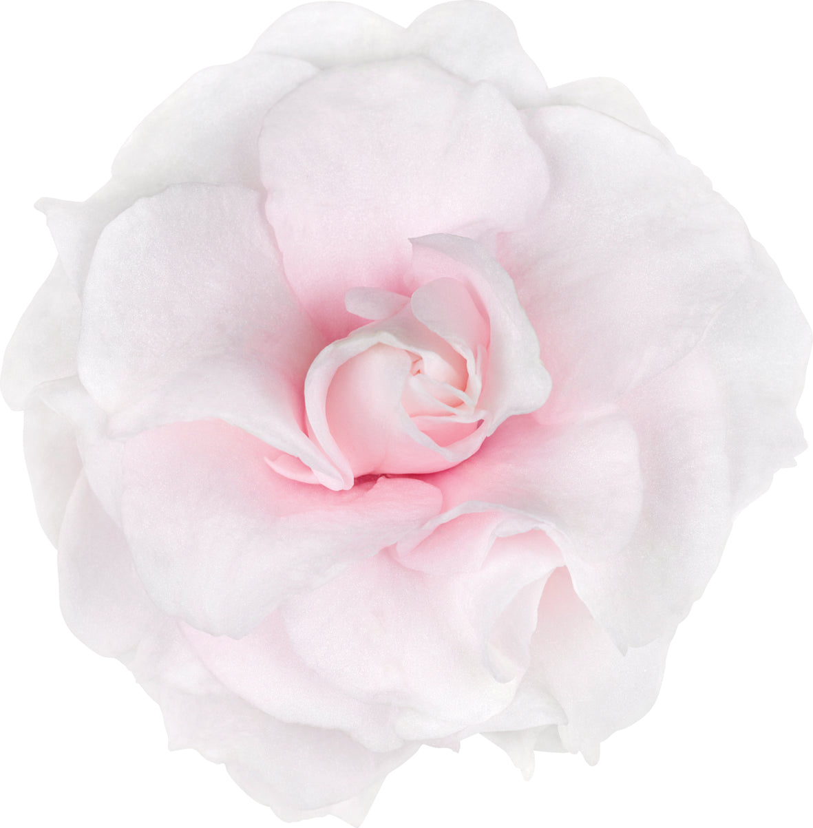 Vlijtig liesje dubbelbloemig (Impatiens)