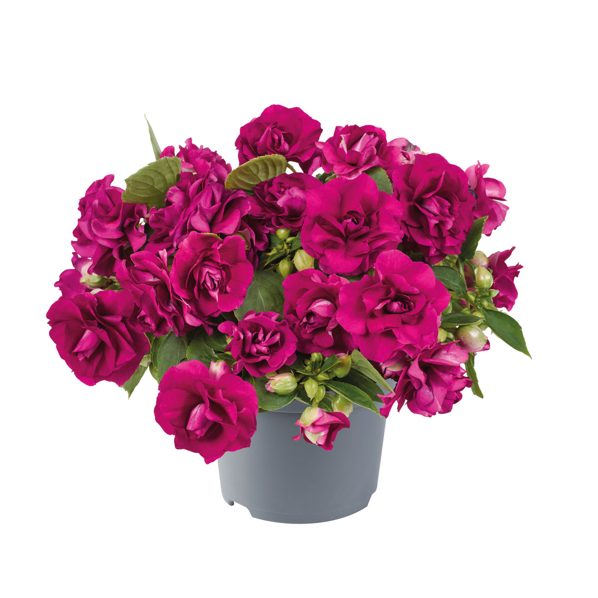 Vlijtig liesje dubbelbloemig (Impatiens)