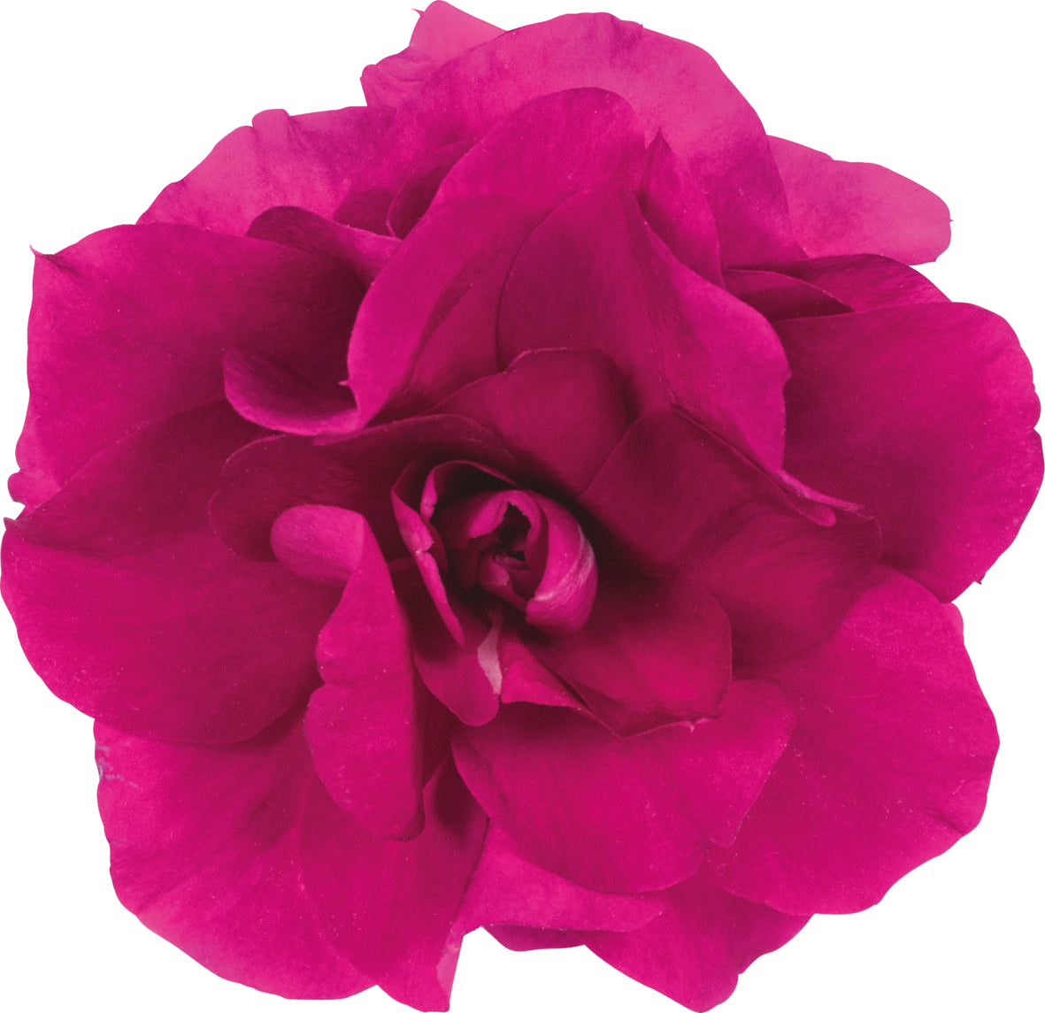 Vlijtig liesje dubbelbloemig (Impatiens)