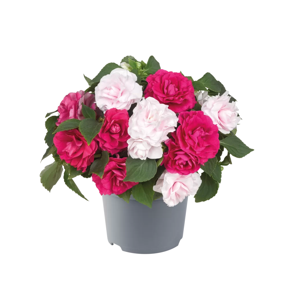 Vlijtig liesje dubbelbloemig (Impatiens)
