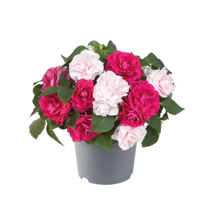 Vlijtigliesje Dubbel-bloemig