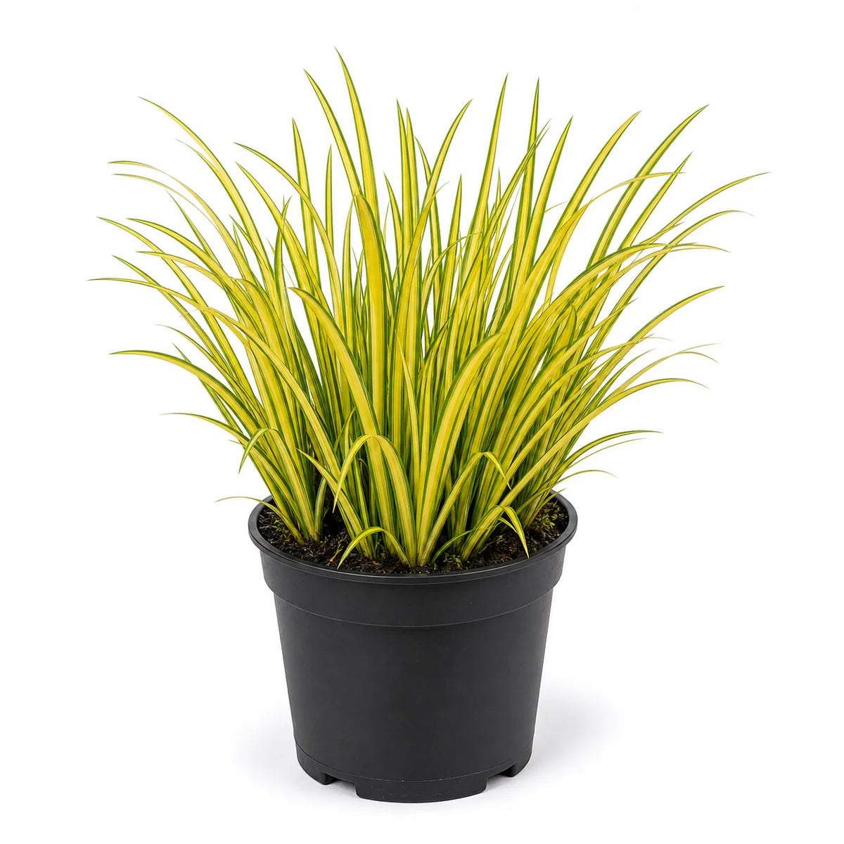 Japanse kalmoes (Acorus gramineus) 'Golden Delight'