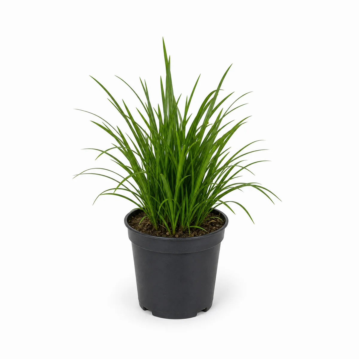 Japanse zegge (Carex morrowii) 'J.S. Mosten'