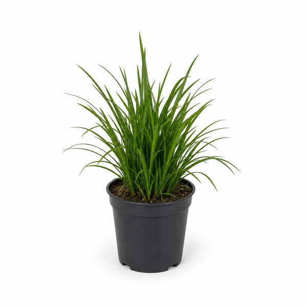 Japanse zegge (Carex morrowii) 'J.S. Mosten'
