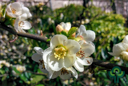 Chaenomeles superba 'Jet Trail'