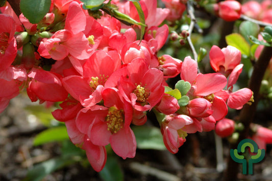 Chaenomeles superba 'Pink Lady'
