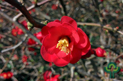 Chaenomeles superba 'Texas Scarlet'
