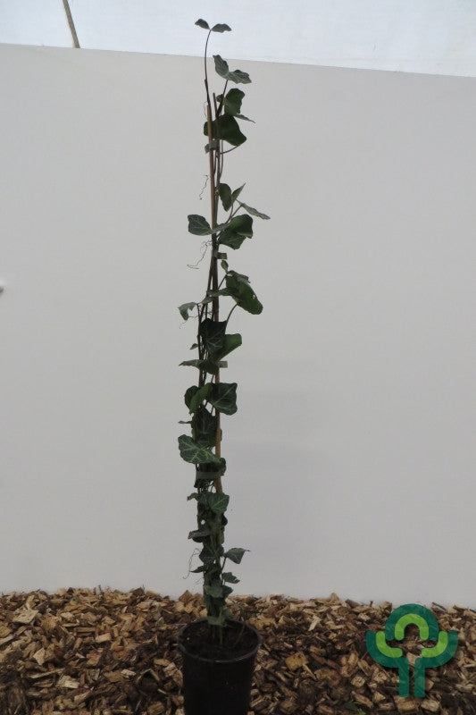 Hedera helix 'Woerner'