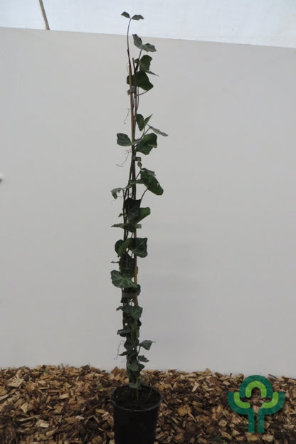 Hedera helix 'Woerner'