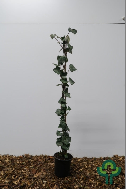 Hedera helix 'Woerner'